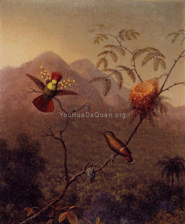 Tufted Coquette - 马丁·约翰逊·赫德